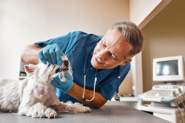 Best Emergency Dental Surgery in Ferdand, IN